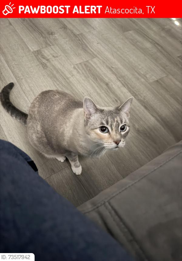 Lost Female Cat last seen Linthorne, Atascocita, TX 77346