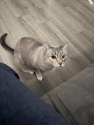 Lost Female Cat last seen Linthorne, Atascocita, TX 77346