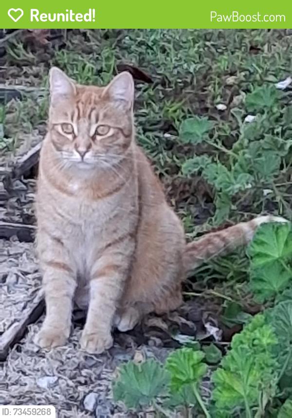 Reunited Unknown Cat last seen Daunet Ave and RinconStreet, Simi Valley, CA 93065