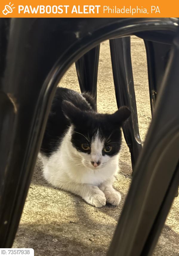 Found/Stray Unknown Cat last seen Found at Maggie’s Waterfront Cafe Philadelphia, Philadelphia, PA 19114