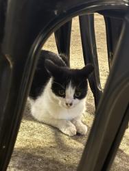 Found/Stray Unknown Cat last seen Found at Maggie’s Waterfront Cafe Philadelphia, Philadelphia, PA 19114