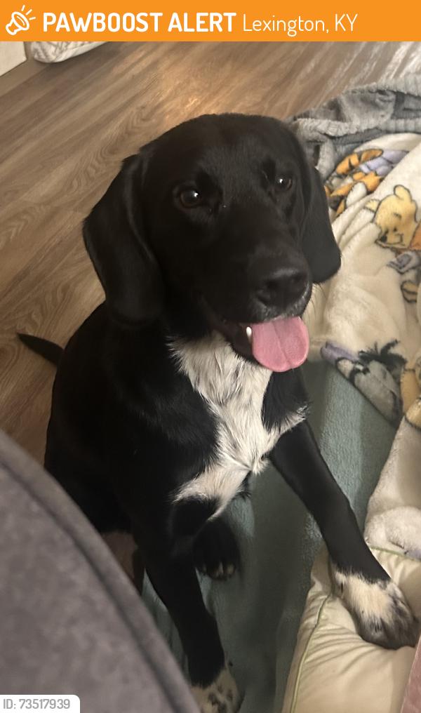 Found/Stray Male Dog last seen Tiverton way, Lexington, Ky., Lexington, KY 40503