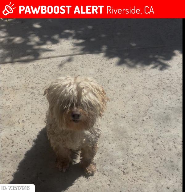 Lost Female Dog last seen La Sierra and Pierce, Riverside, Riverside, CA 92505