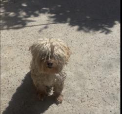 Lost Female Dog last seen La Sierra and Pierce, Riverside, Riverside, CA 92505