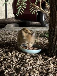 Found/Stray Male Cat last seen Scottsdale road and Thomas, Scottsdale, AZ 85251
