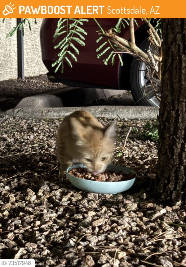 Found/Stray Male Cat last seen Scottsdale road and Thomas, Scottsdale, AZ 85251