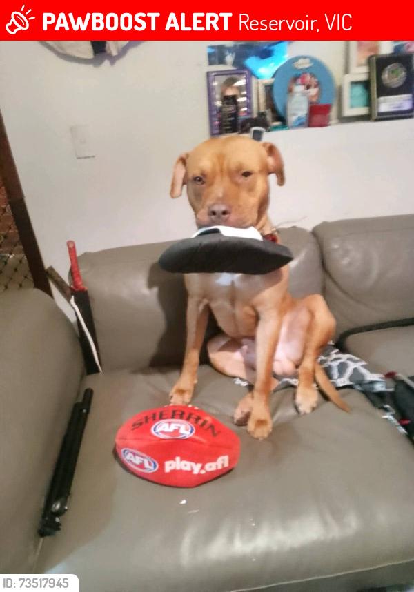 Lost Male Dog last seen Reservoir station, Reservoir, VIC 3073