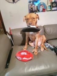 Lost Male Dog last seen Reservoir station, Reservoir, VIC 3073