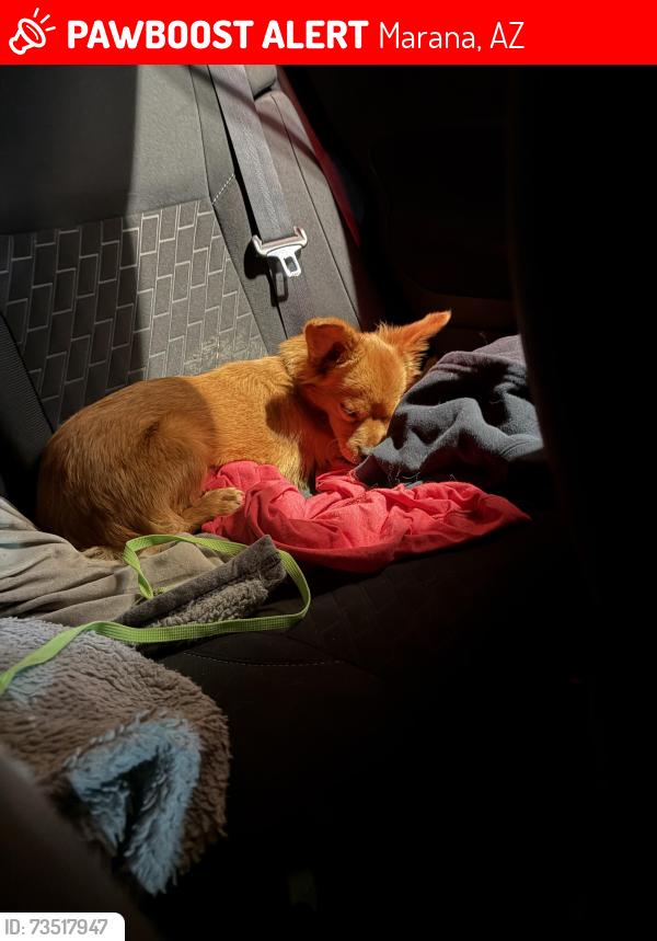 Lost Male Dog last seen Husker ln, Marana, AZ 85653