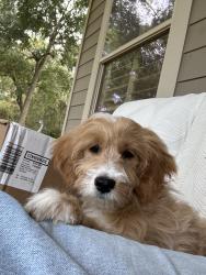 Reunited Female Dog last seen Near Nichols Sawmill Rd, Hockley, TX 77447, USA, Hockley, TX 77447