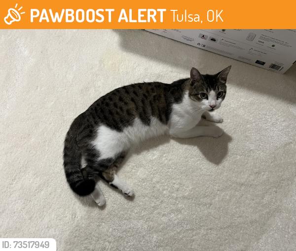 Found/Stray Female Cat last seen 91st street between Sheridan and yale, Tulsa, OK 74137