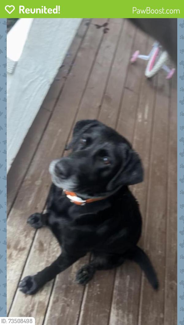 Reunited Male Dog last seen Highway 87 near spirt store / frank wicker rd intersection, Lee County, NC 27332