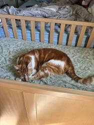 Lost Male Cat last seen Lost near Highland Highschool, Highland, IN 46322