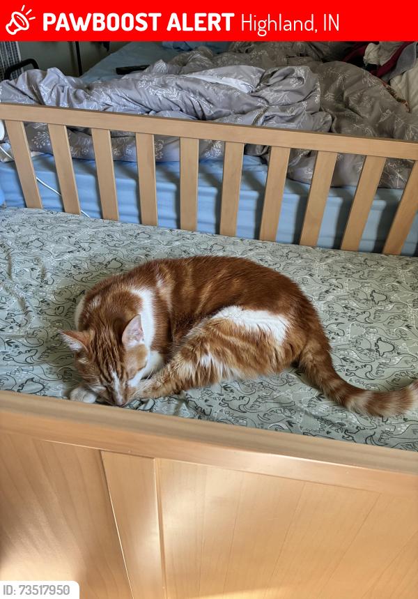 Lost Male Cat last seen Lost near Highland Highschool, Highland, IN 46322