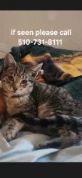 Reunited Male Cat last seen Blossom way and Blossom court, Cherryland, CA 94541