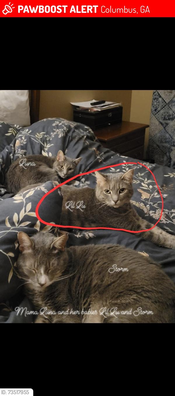 Lost Female Cat last seen Cloverdale rd and Whiteville rd, Columbus, GA 31904