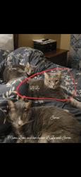 Lost Female Cat last seen Cloverdale rd and Whiteville rd, Columbus, GA 31904
