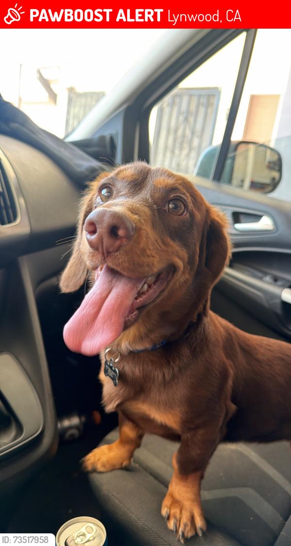 Lost Male Dog last seen last seen josephine & thorson, Lynwood, CA 90262