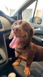 Lost Male Dog last seen last seen josephine & thorson, Lynwood, CA 90262