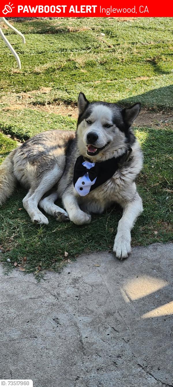 Lost Male Dog last seen Hawthorne blvd and 106th st, Inglewood, CA 90304