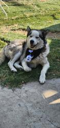 Lost Male Dog last seen Hawthorne blvd and 106th st, Inglewood, CA 90304