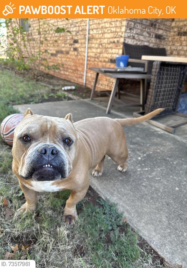 Found/Stray Male Dog last seen Pennsylvania, Oklahoma City, OK 73159