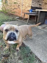 Found/Stray Male Dog last seen Pennsylvania, Oklahoma City, OK 73159