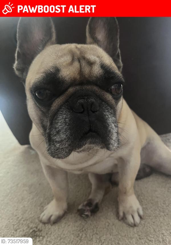 Lost Male Dog last seen Windy Creek To Summer’s Trace, Chesterfield County, VA 23832