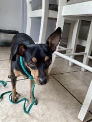 Lost Male Dog last seen Bermuda Dunes Country Club, Bermuda Dunes, CA 92203