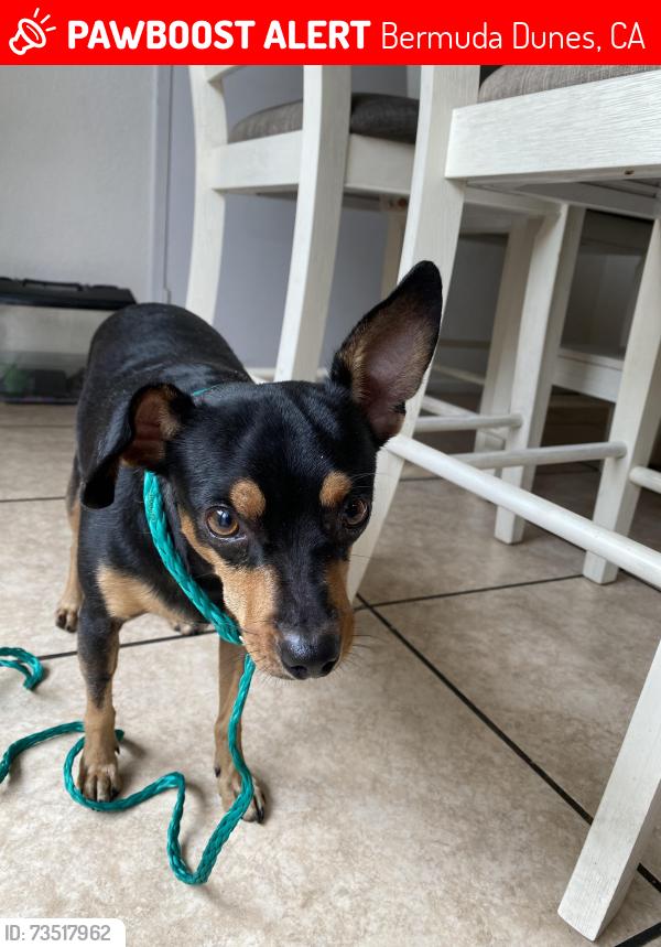 Lost Male Dog last seen Bermuda Dunes Country Club, Bermuda Dunes, CA 92203