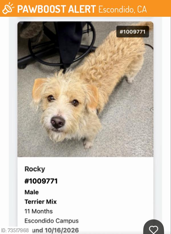 Found/Stray Male Dog last seen Escondido Humane Society, Escondido, CA 92027