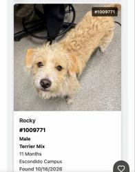 Found/Stray Male Dog last seen Escondido Humane Society, Escondido, CA 92027
