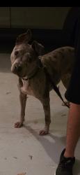 Found/Stray Female Dog last seen Oakdale drive ; enclave at oakdale subdivision, Mableton, GA 30126