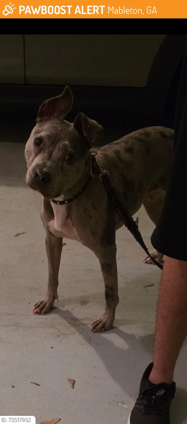Found/Stray Female Dog last seen Oakdale drive ; enclave at oakdale subdivision, Mableton, GA 30126