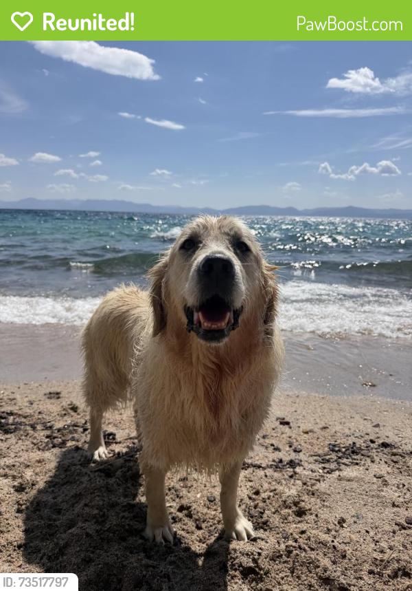 Reunited Female Dog last seen 7/11 Delray, Delray Beach, FL 33483