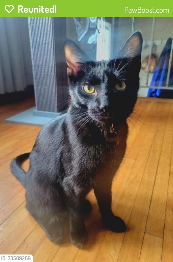 Reunited Male Cat last seen Cottonwood, 101st, Coon Rapids, MN 55433
