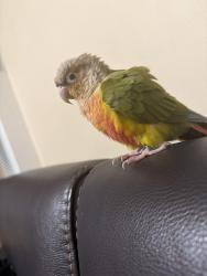 Lost Female Bird last seen Justin Ave, Glendale, CA 91201