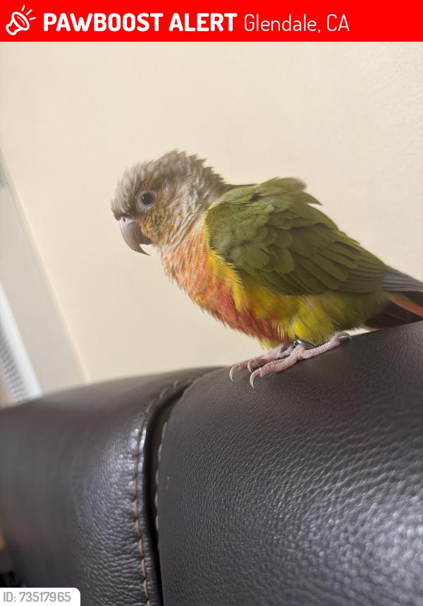 Lost Female Bird last seen Justin Ave, Glendale, CA 91201