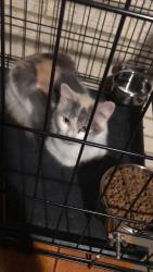 Found/Stray Female Cat last seen Wellington dr, Grand Prairie, TX 75051