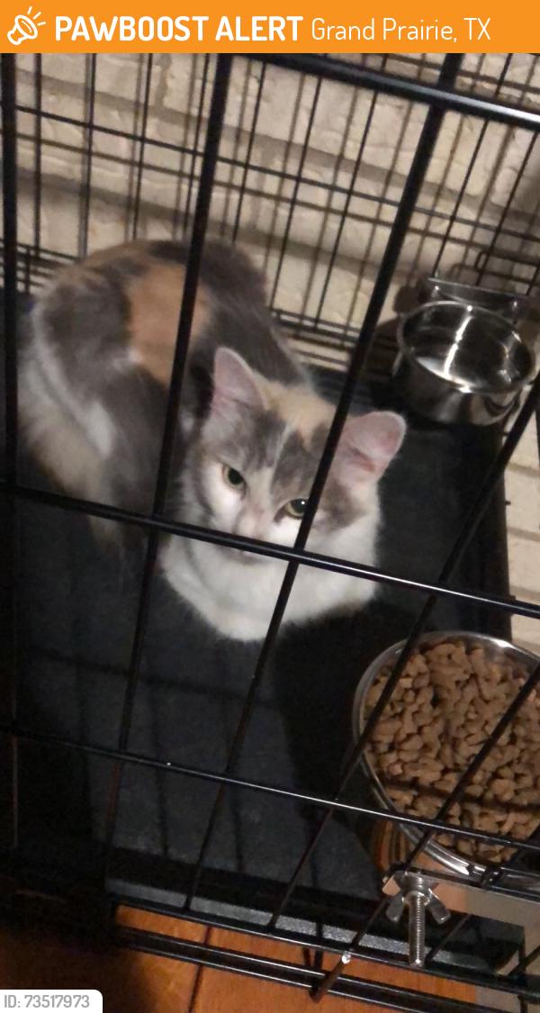 Found/Stray Female Cat last seen Wellington dr, Grand Prairie, TX 75051