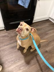 Found/Stray Female Dog last seen Woodward Park Subdivsion, Bentonville, AR 72719