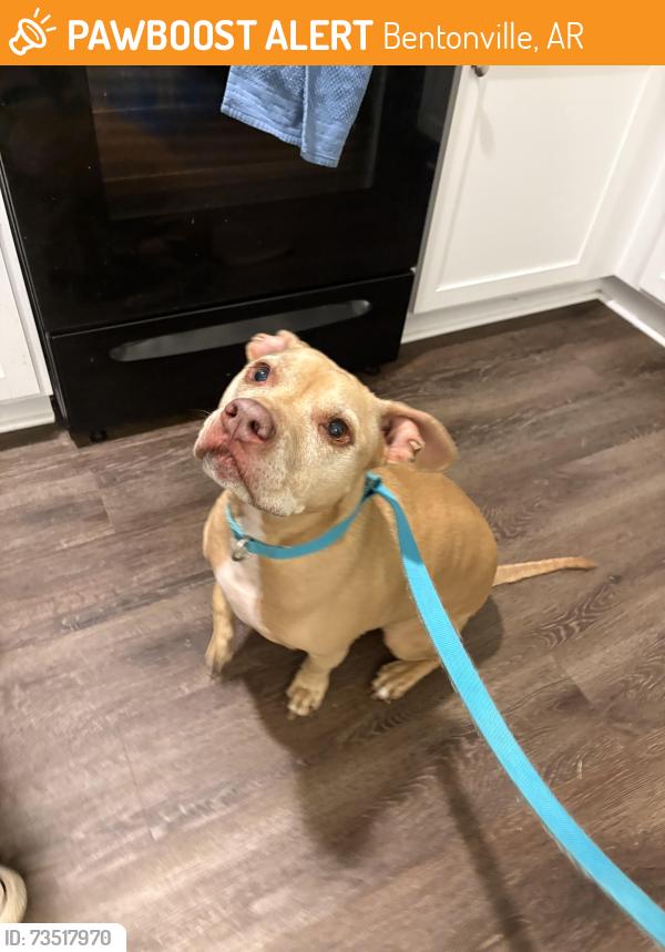 Found/Stray Female Dog last seen Woodward Park Subdivsion, Bentonville, AR 72719
