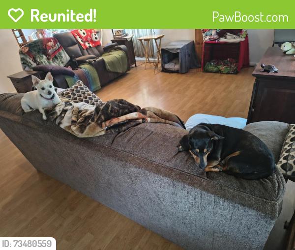 Reunited Female Dog last seen Earl ct and Chaseville, West Pensacola, FL 32507
