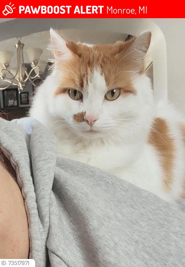 Lost Female Cat last seen East seventh st, Monroe, MI 48161