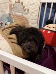 Found/Stray Unknown Dog last seen Monaco parkway & 25th, running around street, Denver, CO 80207