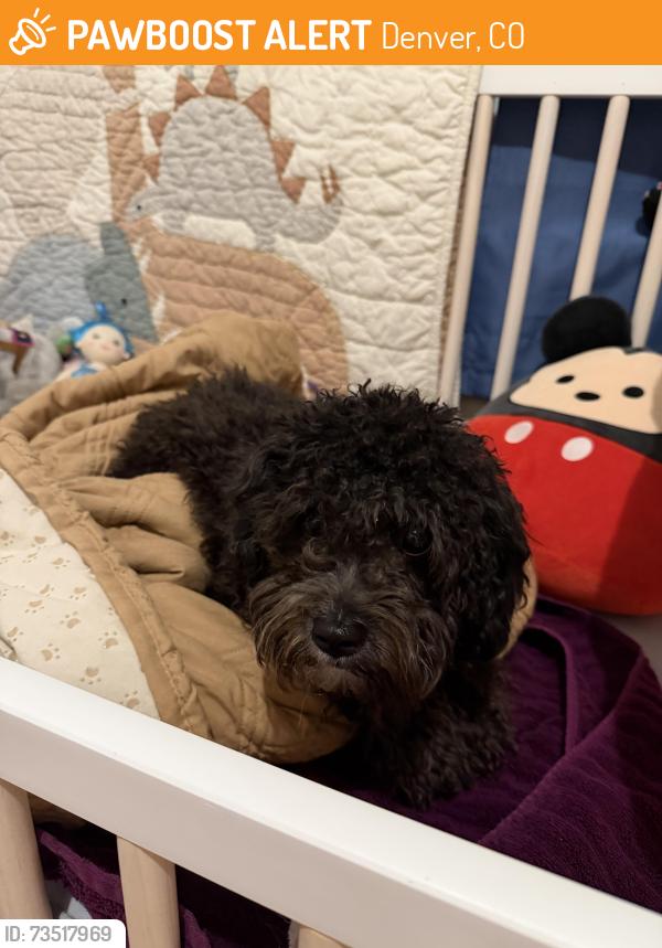 Found/Stray Unknown Dog last seen Monaco parkway & 25th, running around street, Denver, CO 80207