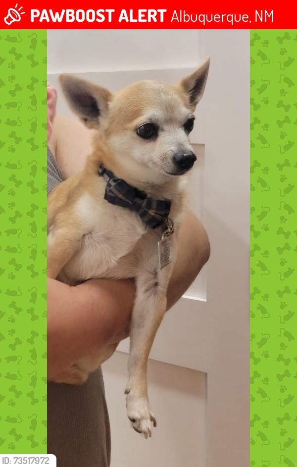 Lost Male Dog last seen Glenrio and 64th, Albuquerque, NM 87121