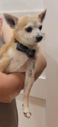 Lost Male Dog last seen Glenrio and 64th, Albuquerque, NM 87121