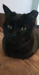 Reunited Female Cat last seen Piedmont Rd N, Piedmont, OK 73078