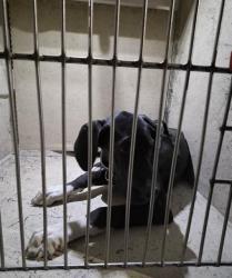 Shelter Stray Male Dog last seen Near BLOCK ASTORVILLE CT, LAS VEGAS NV 89110, 655 N Mojave Rd, Las Vegas, NV 89101, USA